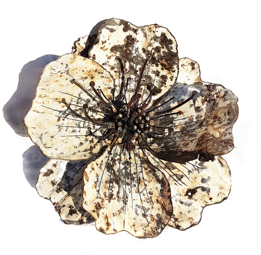 Ranunculus